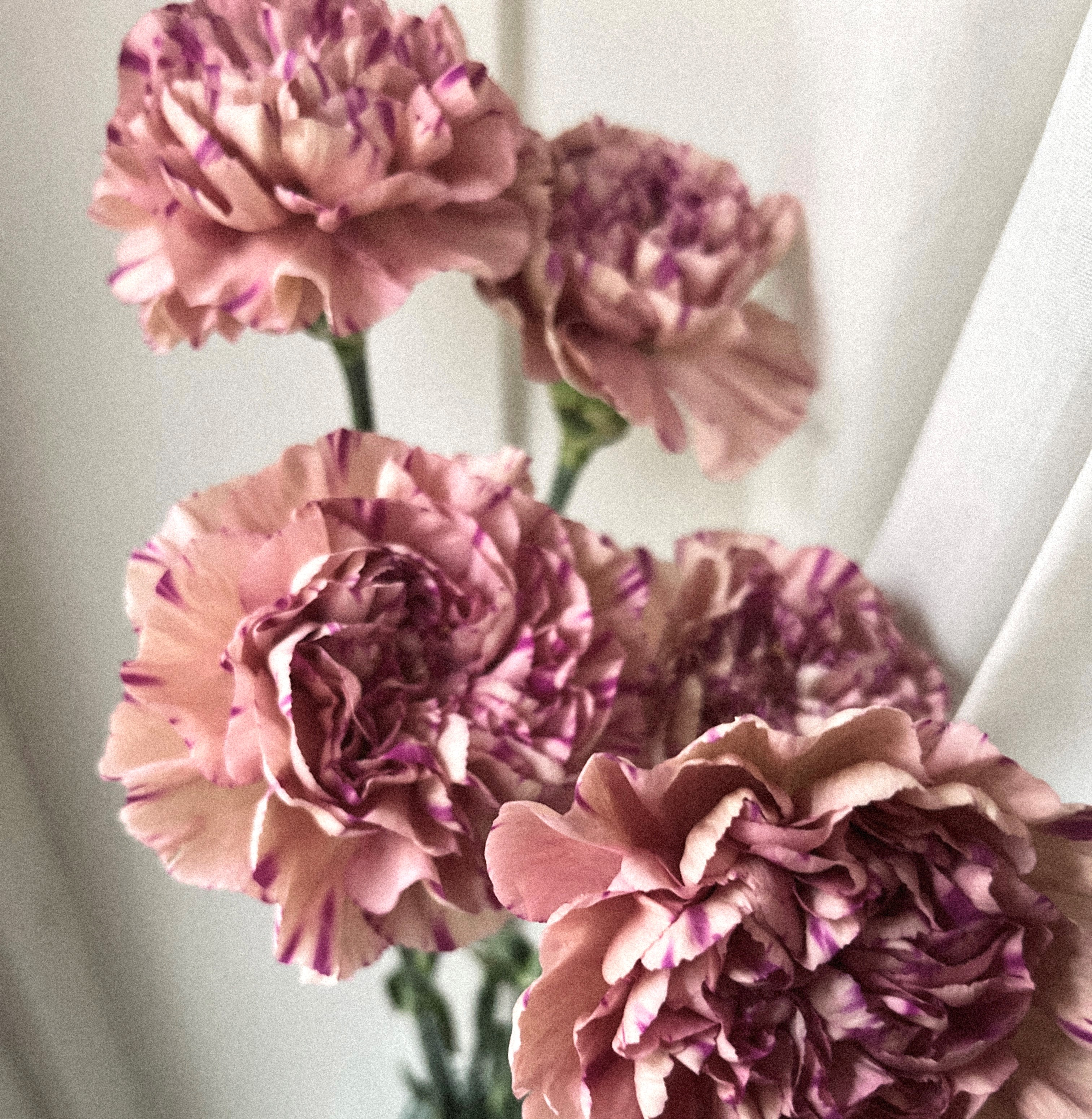 a photograph of pretty carnations